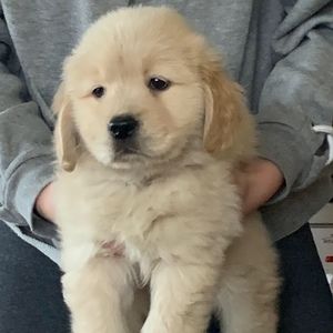 Meet your Posher, Carter